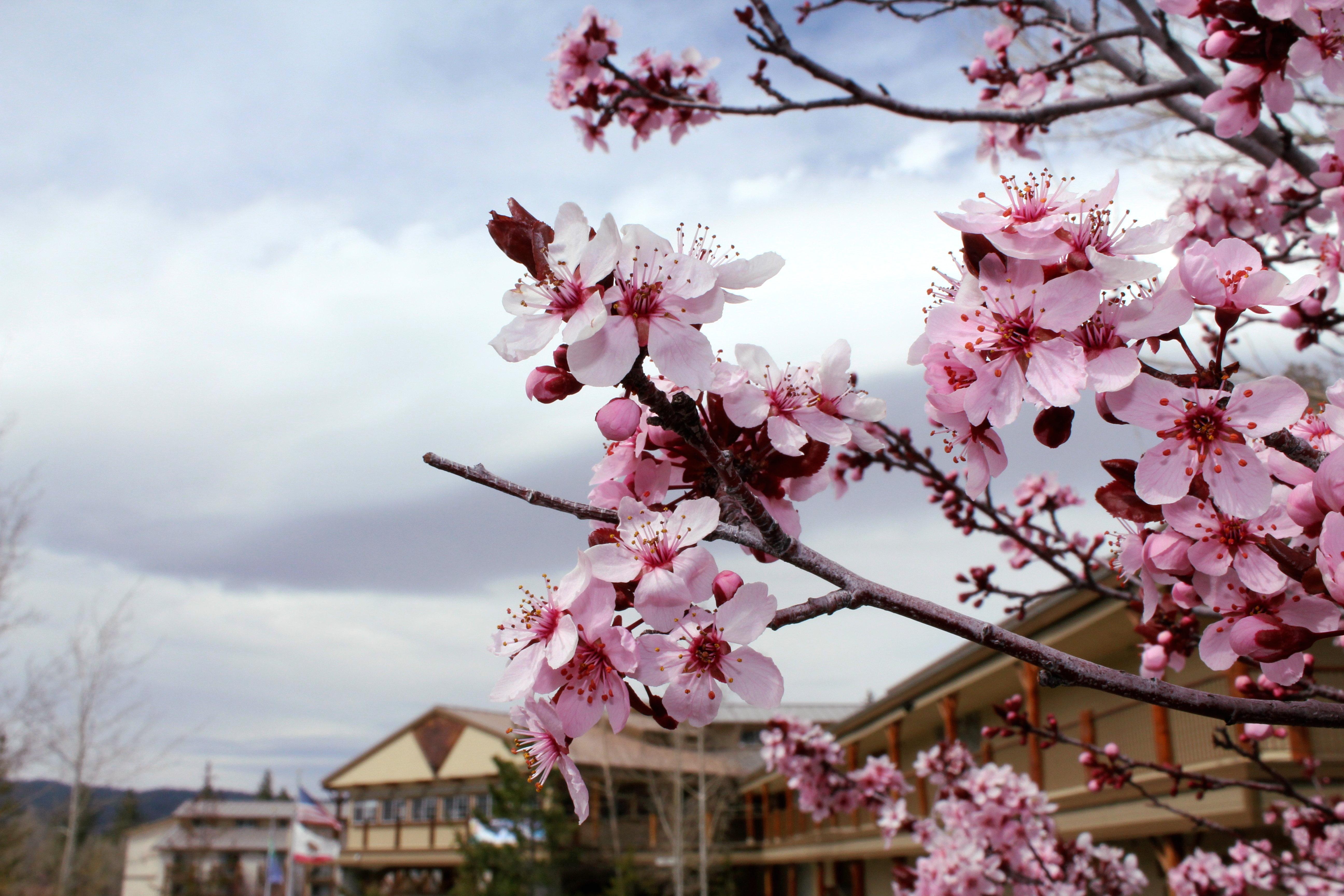 Holiday Inn Resort The Lodge At Big Bear Lake By Ihg Exterior photo